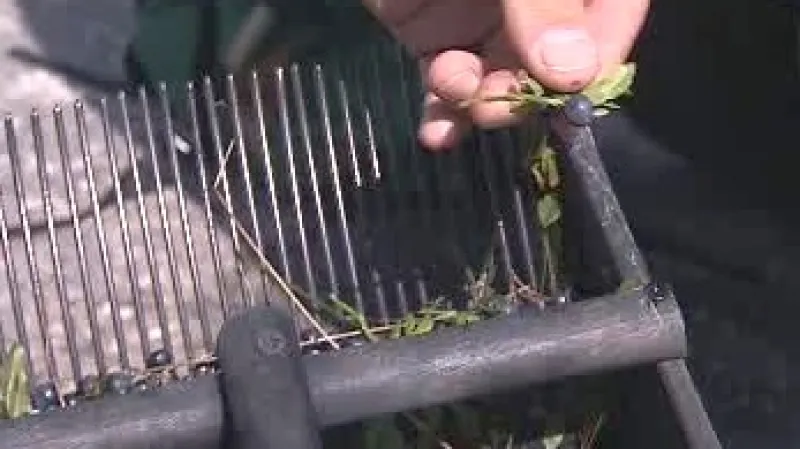 Hřeben na sběr borůvek