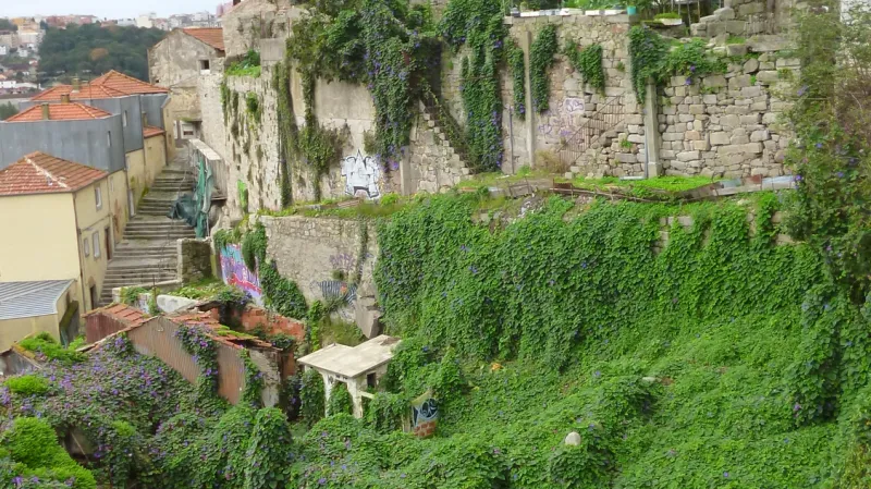 Ruiny zarostlé břečťanem