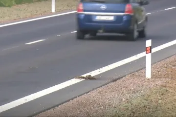 Na obchvatu Čebína hyne zvěř pod koly aut. Silnice narušila migrační koridor a nepočítá s ochranou