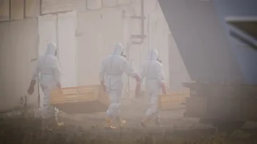 Veterináři a hasiči utratili tisíce kachen ve Valdíkově na Třebíčsku