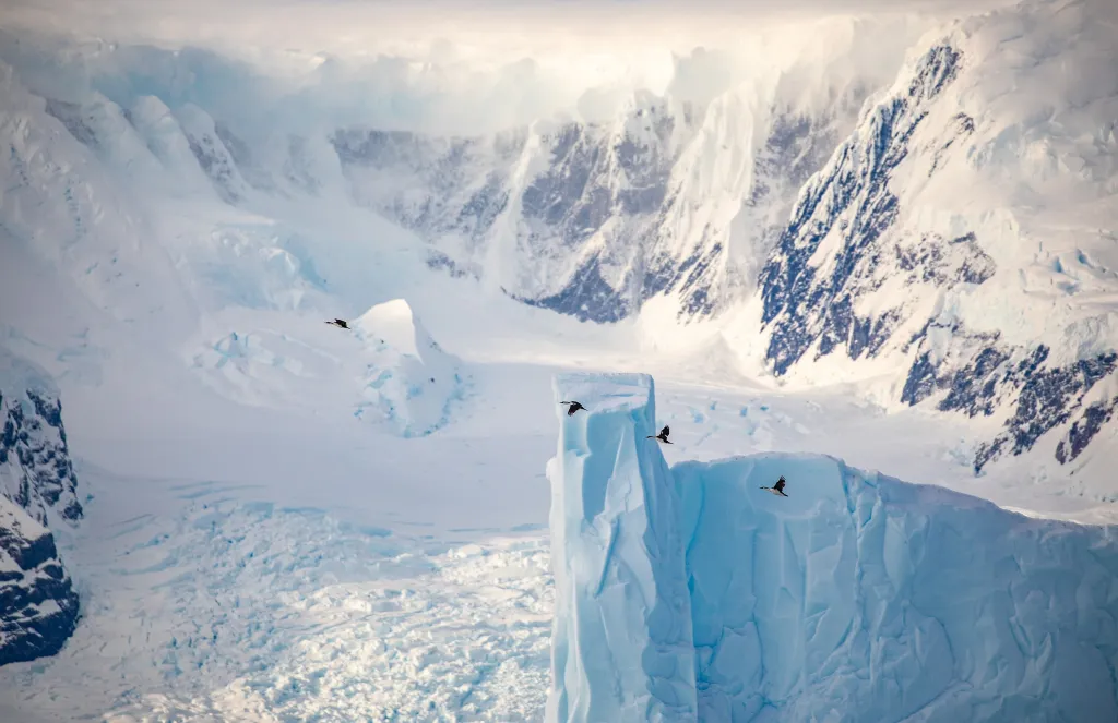 Pía Harbourová, Portal Point na Antarktidě: V letu

Hejno kormoránů v letu podél západního pobřeží Grahamovy země na Antarktickém poloostrově