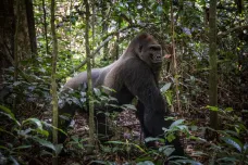 Zemřel král. Gorilí samec Kingo zachránil v Kongu celou rezervaci
