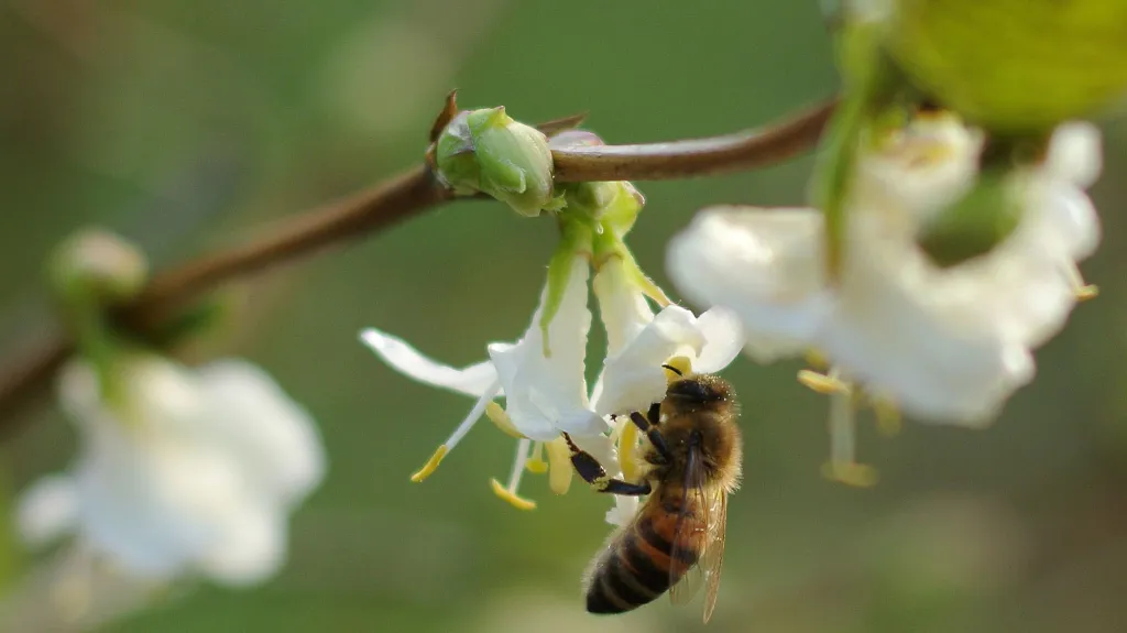 Extrémně teplo je v celé Evropě, v německém Kolíně vylétly včely