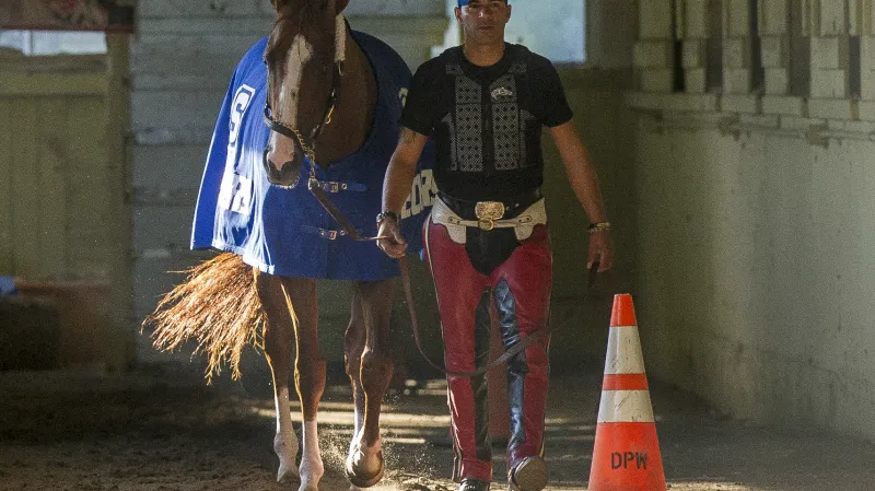 California Chrome