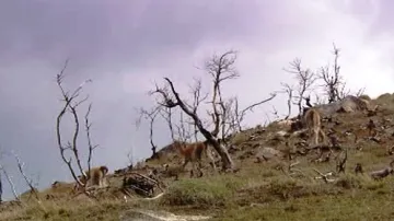 Část porostu v chilském národním parku Torres del Paine zničil požár