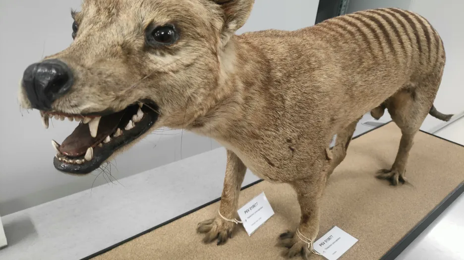 Čelist nepatří vakovlkovi. V době rekonstrukce nebyla k dispozici, proto ji taxidermista nahradil liščí