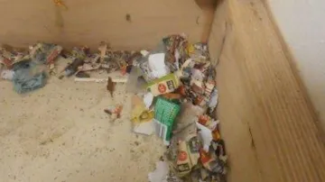 Inspektoři našli v supermarketu myší hnízda