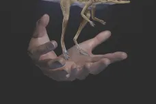 Kapesní ještírek byl praotcem dinosaurů i ptakoještěrů. Troufl si ale jen na hmyz a bezobratlé