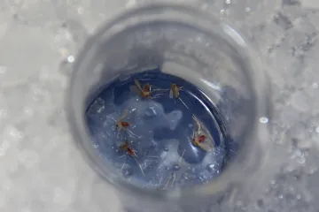 Čeští parazitologové pomáhají s vývojem vakcíny proti leishmanióze