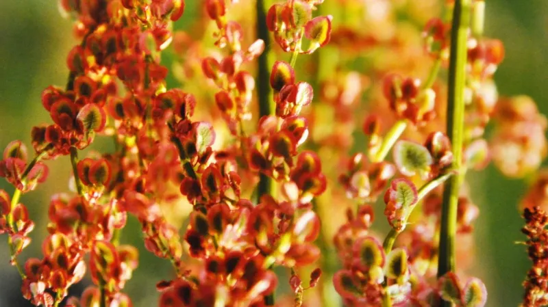 Z výstavy Evy Vokaté a Vlasty Fišrové