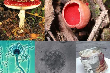 Téměř čtvrtinu úrody zničí houby. A bude hůř, varují vědci