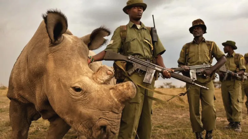 Nosorožec severní bílý