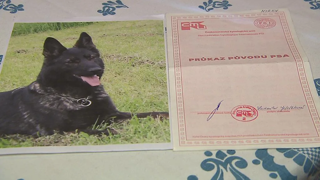 Průkaz původu psa