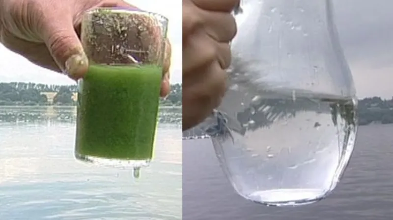 Srovnání čisté vody a vody znečištěné sinicemi