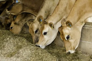 Ambasáda dojednala obchod se Švýcary, ti však milionové faktury nezaplatili