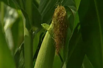 Geneticky modifikované plodiny zabírají již desetinu půdy