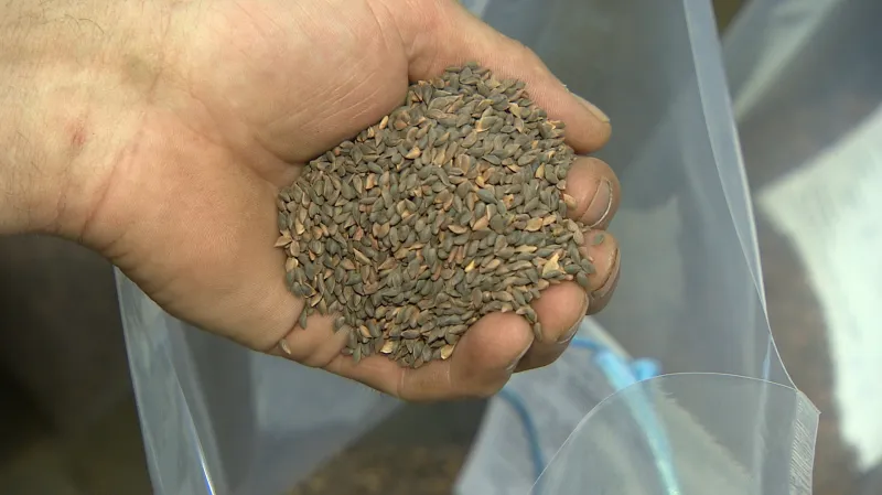 Semena smrku ztepilého