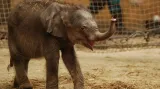 Sloní sameček