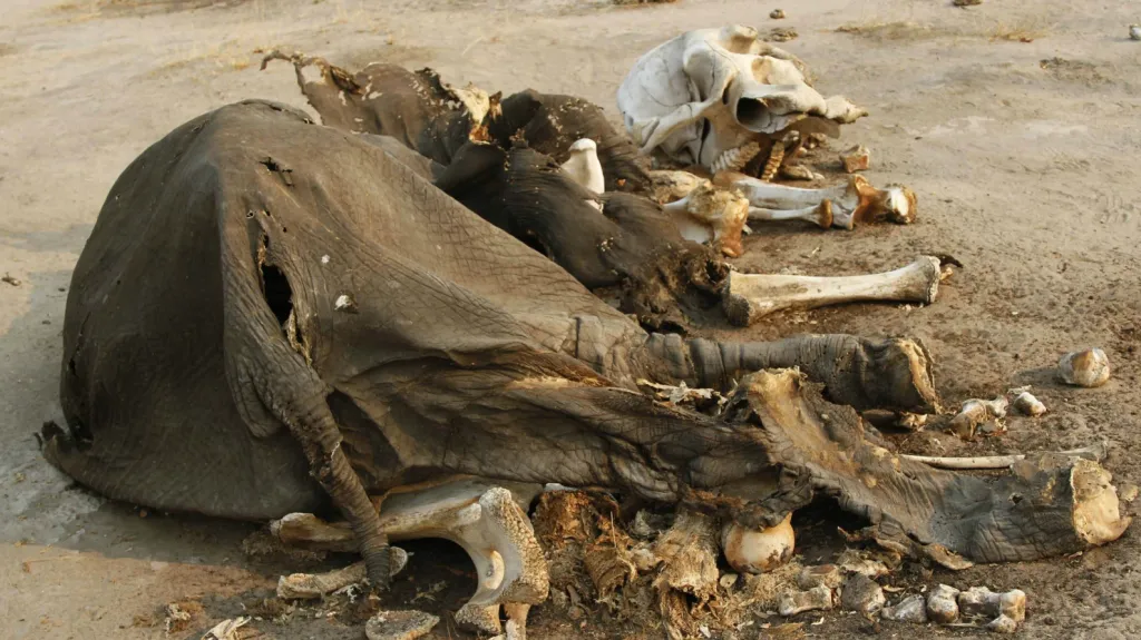 Mrtvý slon v zimbabwském národním parku Hwange