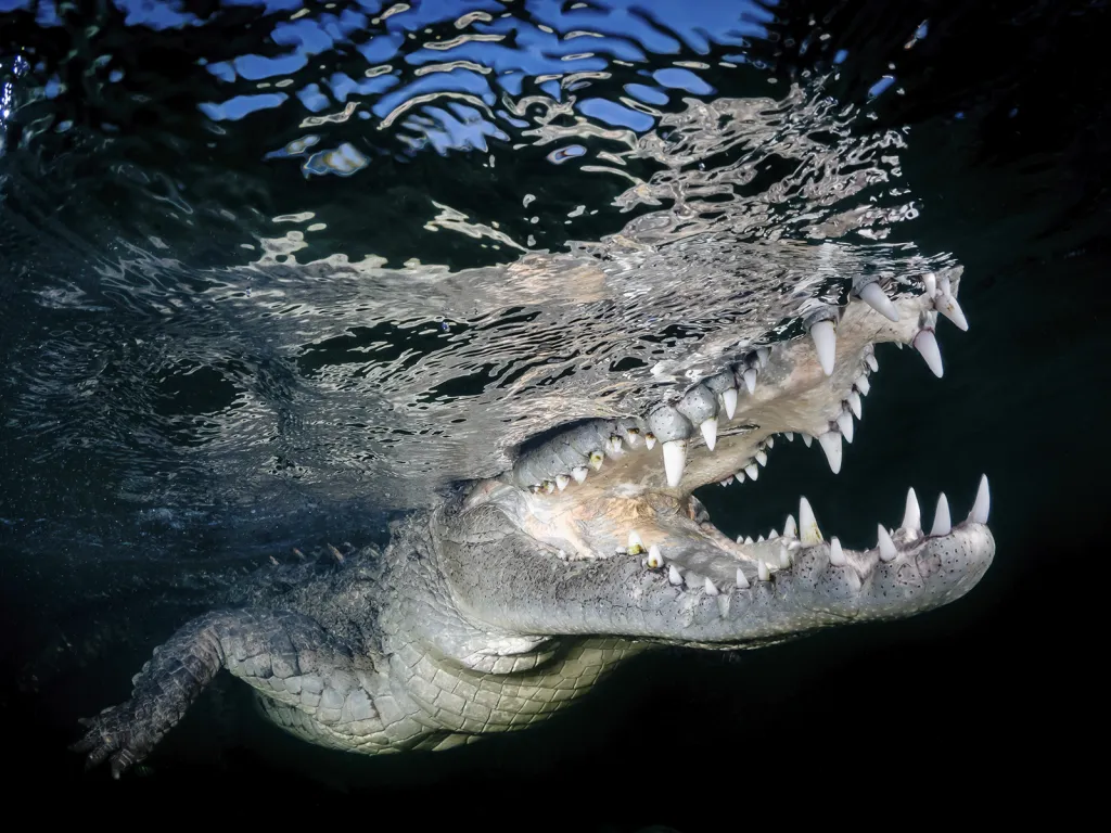 Vítěz Národní ceny Tchaj-wanu. Americký krokodýl v rezervaci Queen's Garden na Kubě.
