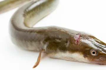 Ani jeseter, ani sumec. Lochnesská příšera by mohl být leda obří úhoř, ukázal výzkum DNA