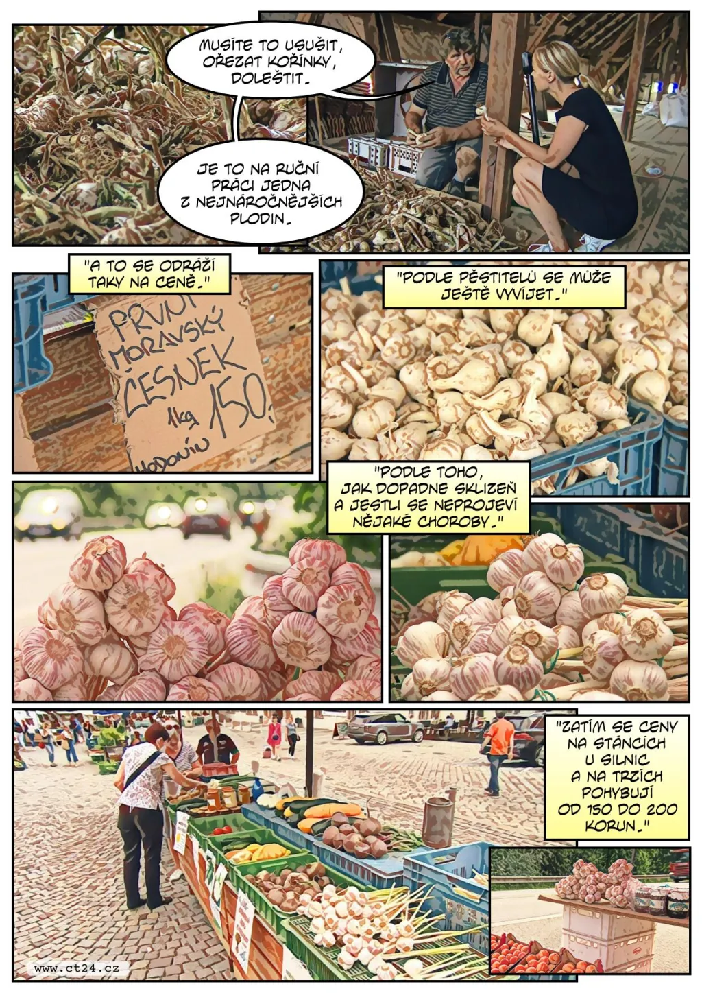 Česneku bude letos dost