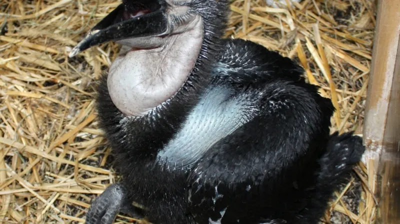 Mládě zoborožce kaferského