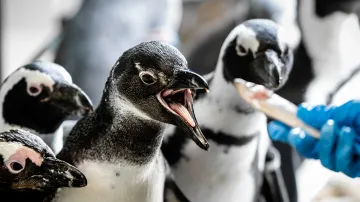 Krmení tučňáků brýlových
