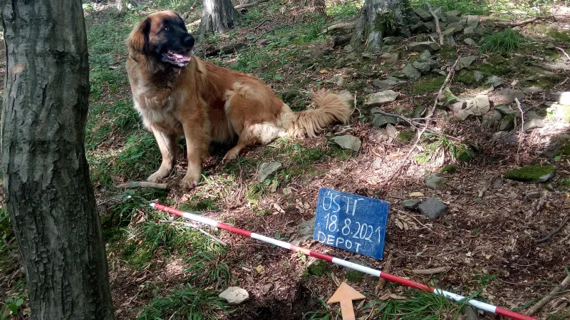 Středověké groše na procházce objevila fenka Máša