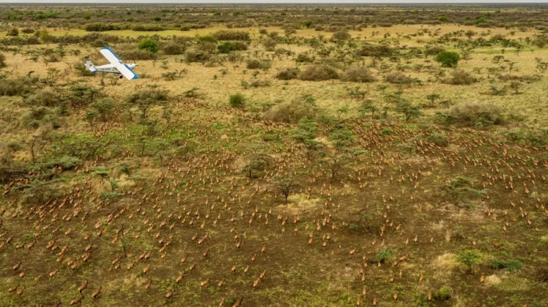 Migrace antilop v Africe