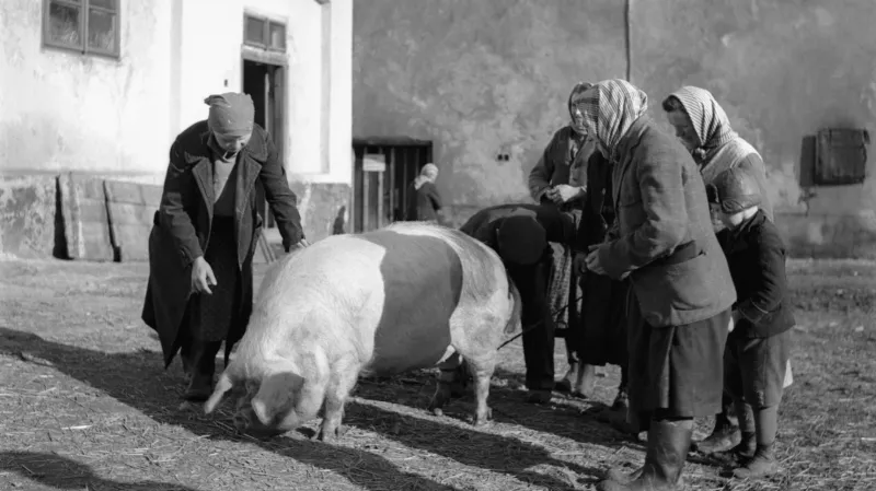 Zabijačka (2.2.1939)