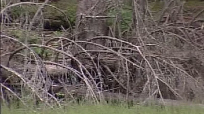 Boubínský prales na Šumavě je nejnavštěvovanější a nejznámější rezervací svého druhu v Evropě.