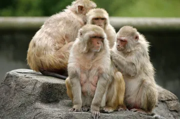 Naděje v boji proti koronaviru. Studie na primátech naznačuje, že si člověk dokáže vytvořit imunitu