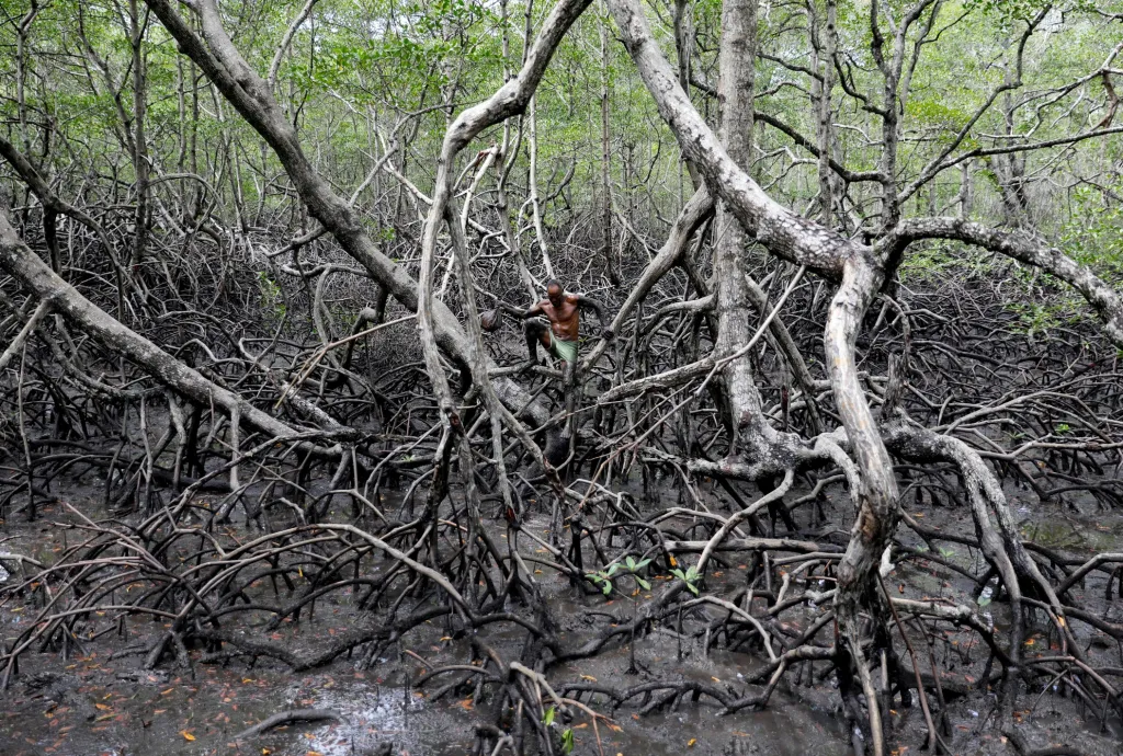 Mangrovy jsou v oblasti, kde žije Jose se svojí ženou, velmi rozšířené. V posledních letech je však tato rostlina ohrožována hlavně nadměrnou těžbou cenného dřeva a hromaděním PET lahví a jiných plastů, které znemožňují růst