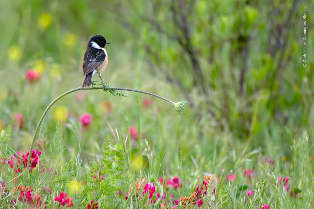 Vítězem v kategorii Nejlepší fotograf divoké přírody do 10 let se stal Španěl Andrés Luis Dominguez Blanco se snímkem jarní přírody