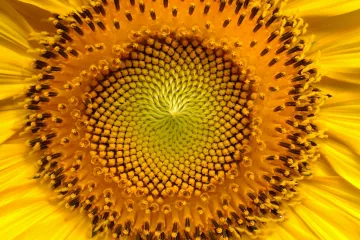 Nová metoda měření rostlinných hormonů z Hané pomůže při extrémním počasí