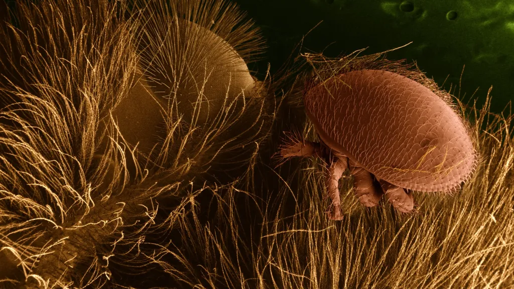 Roztoč Varroa destructor na včele zobrazený elektronovým mikroskopem
