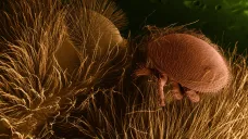 Roztoč Varroa destructor na včele zobrazený elektronovým mikroskopem