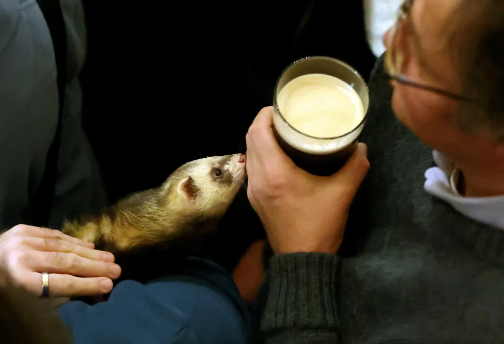 Pro fretky je typická jejich zvídavost