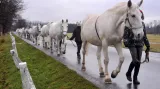 Starokladrubští koně - leden 2014