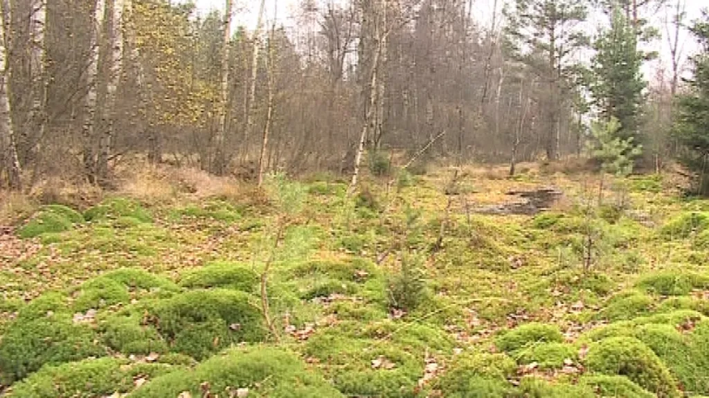 Přírodní rezervace Pavlovské mokřady