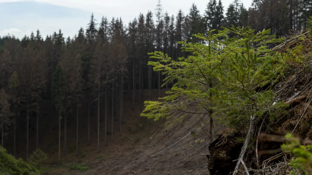 Národní park České Švýcarsko