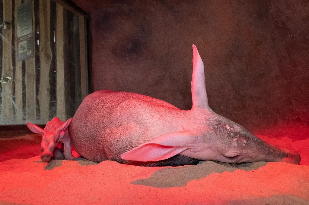 Královédvorská zoo slaví valentýnský přírůstek