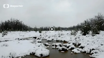 iReportér Ivo Rolčík: Těžký mokrý sníh pokryl okolí Volar na Prachaticku