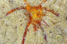 Čeští vědci zrekonstruovali larvy „kraba“ starého 480 milionů let