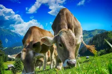 Vědci vytvořili „nízkoemisní krávy“. Dobytek produkuje méně skleníkového plynu