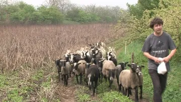 Stádo koza a ovcí se svým bačou