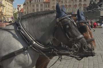 Spor o fiakry v Praze pokračuje. Část vedení města jim chce vypovědět smlouvu