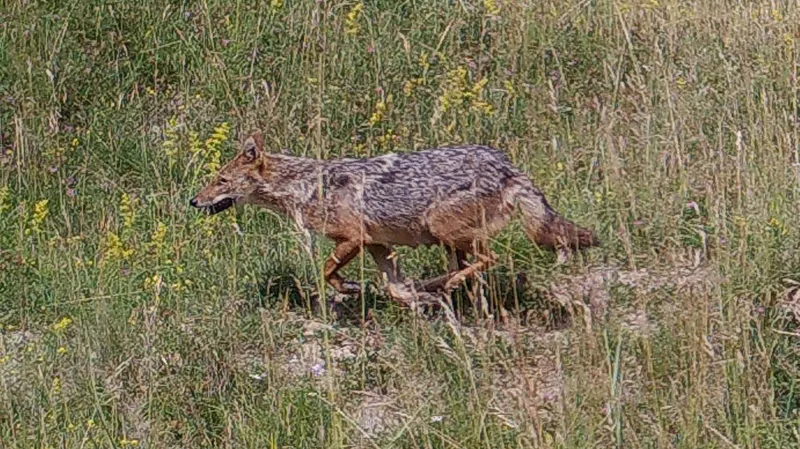 Snímek šakala z fotopasti