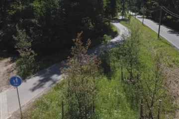Nedávno draze vysazená alej u cyklostezky v hradeckých lesích hyne